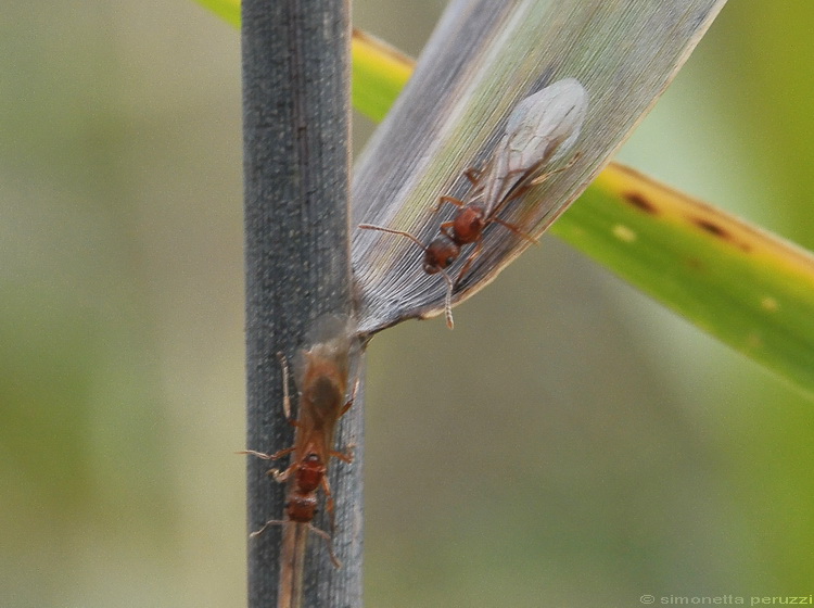 Loro chi sono ? Femmine alate di Myrmica cfr rubra